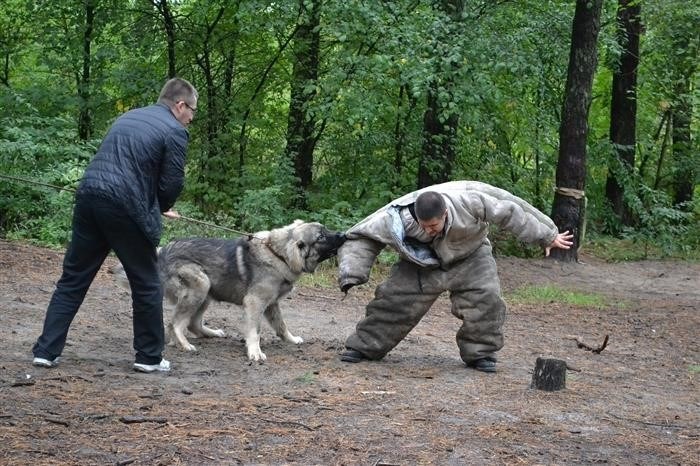 Что думают заводчики о списке потенциально опасных пород собак?