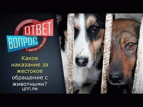 В каких случаях за убийство животного не предусмотрено наказание?